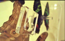 Load image into Gallery viewer, Framed Butterflies-Mounted Butterflies-Preserved Butterflies