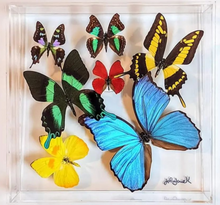 Load image into Gallery viewer, Real framed butterflies preserved in a square acrylic frame