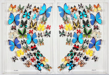 Load image into Gallery viewer, 40"x30" wave! Framed Butterflies-Mounted Butterflies-Preserved Butterflies
