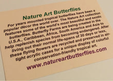 Load image into Gallery viewer, 8x8 Framed Butterflies-Mounted Butterflies-Preserved Butterflies (Copy)