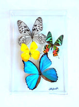 Load image into Gallery viewer, Framed Butterflies-Mounted Butterflies-Preserved Butterflies