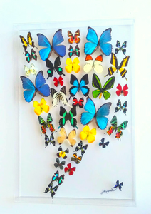 20x30x2.5" butterfly display, framed butterflies, mounted butterflies, butterfly art, preserved butterflies, butterfly taxidermy, butterfly collection