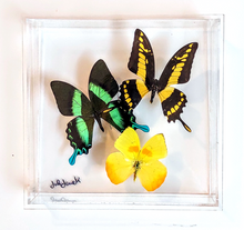 Load image into Gallery viewer, Framed butterflies taxidermy artwork, mounted specimens