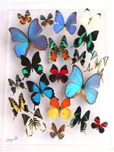 Load image into Gallery viewer, Framed Butterflies-Mounted Butterflies-Preserved Butterflies