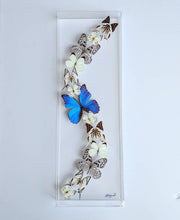 Load image into Gallery viewer, Framed Butterflies-Mounted Butterflies- Preserved Butterflies 10x30