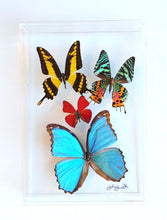 Load image into Gallery viewer, Framed Butterflies-Mounted Butterflies-Preserved Butterflies
