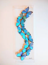 Load image into Gallery viewer, real framed butterflies