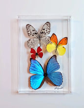 Load image into Gallery viewer, Framed Butterflies-Mounted Butterflies-Preserved Butterflies