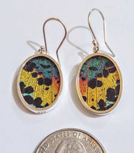 Load image into Gallery viewer, Butterfly wing jewelry, real butterfly, butterfly wing pendant, butterfly wing earrings real butterfly gifts, jewelry with butterfly wings