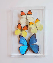Load image into Gallery viewer, Framed Butterflies-Mounted Butterflies-Preserved Butterflies