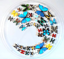 Load image into Gallery viewer, Framed Butterflies-Mounted Butterflies-Preserved Butterflies