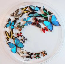 Load image into Gallery viewer, Framed Butterflies-Mounted Butterflies-Preserved Butterflies