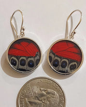 Load image into Gallery viewer, Butterfly earrings, real butterfly wing jewelry, real butterflies in jewelry, butterfly wings in jewelry, butterfly wing jewelry