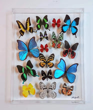 Load image into Gallery viewer, real framed butterfly art