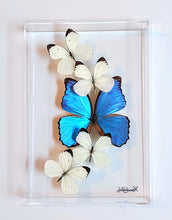 Load image into Gallery viewer, Real framed blue and white butterflies preserved in acrylic frame