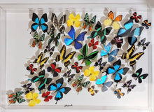 Load image into Gallery viewer, Real framed butterflies preserved in 20x30 inch acrylic frame