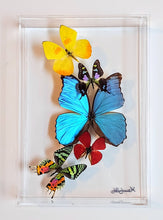Load image into Gallery viewer, Framed Butterflies-Mounted Butterflies-Preserved Butterflies