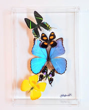 Load image into Gallery viewer, Framed Butterflies-Mounted Butterflies-Preserved Butterflies