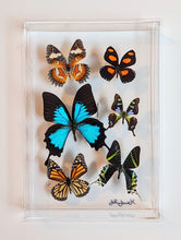 Load image into Gallery viewer, Framed Butterflies-Mounted Butterflies-Preserved Butterflies