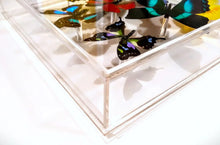Load image into Gallery viewer, NEW 8x12" butterfly display, framed butterflies, mounted butterflies,real butterfly art, butterflies in acrylic cases, mounted butterfly