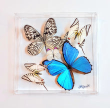 Load image into Gallery viewer, Framed Butterflies-Mounted Butterflies-Preserved Butterflies