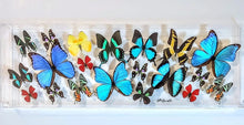 Load image into Gallery viewer, Framed Butterflies-Mounted Butterflies- Preserved Butterflies 10x30