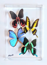 Load image into Gallery viewer, Framed Butterflies-Mounted Butterflies-Preserved Butterflies