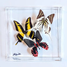 Load image into Gallery viewer, Framed Butterflies-Mounted Butterflies-Preserved Butterflies