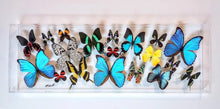 Load image into Gallery viewer, Framed Butterflies-Mounted Butterflies- Preserved Butterflies 10x30