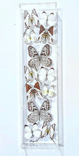 Load image into Gallery viewer, real framed white butterflies