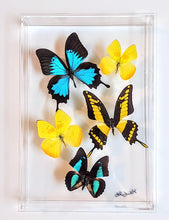 Load image into Gallery viewer, Framed Butterflies-Mounted Butterflies-Preserved Butterflies
