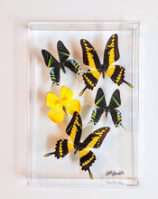 Load image into Gallery viewer, Framed Butterflies-Mounted Butterflies-Preserved Butterflies