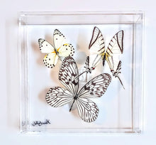 Load image into Gallery viewer, Framed Butterflies-Mounted Butterflies-Preserved Butterflies