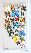 Load image into Gallery viewer, real framed butterflies