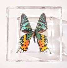 Load image into Gallery viewer, Framed Butterflies-Mounted Butterflies-Preserved Butterflies