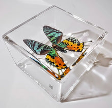 Load image into Gallery viewer, Framed Butterflies-Mounted Butterflies-Preserved Butterflies