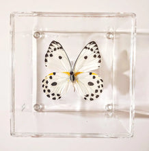 Load image into Gallery viewer, Framed Butterflies-Mounted Butterflies-Preserved Butterflies