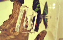 Load image into Gallery viewer, 26x36x2.5&quot; Butterfly Display, mounted butterflies, framed butterflies, butterfly art
