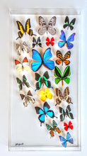 Load image into Gallery viewer, real framed butterflies