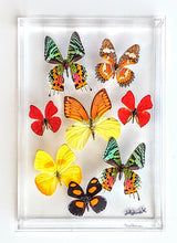 Load image into Gallery viewer, real framed butterflies in clear frame