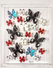 Load image into Gallery viewer, framed butterflies mounted