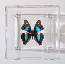 Load image into Gallery viewer, Framed Butterflies-Mounted Butterflies-Preserved Butterflies