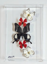 Load image into Gallery viewer, Framed Butterflies-Mounted Butterflies-Preserved Butterflies