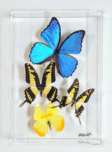 Load image into Gallery viewer, Framed Butterflies-Mounted Butterflies-Preserved Butterflies