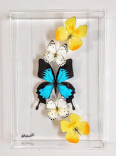 Load image into Gallery viewer, Framed Butterflies-Mounted Butterflies-Preserved Butterflies