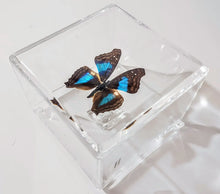 Load image into Gallery viewer, Framed Butterflies-Mounted Butterflies-Preserved Butterflies