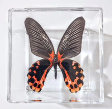 Load image into Gallery viewer, Framed Butterflies-Mounted Butterflies-Preserved Butterflies