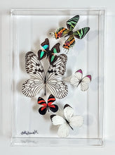 Load image into Gallery viewer, Framed Butterflies-Mounted Butterflies-Preserved Butterflies