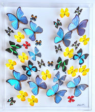 Load image into Gallery viewer, Framed butterflies preserved in acrylic display