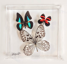 Load image into Gallery viewer, Framed Butterflies-Mounted Butterflies-Preserved Butterflies